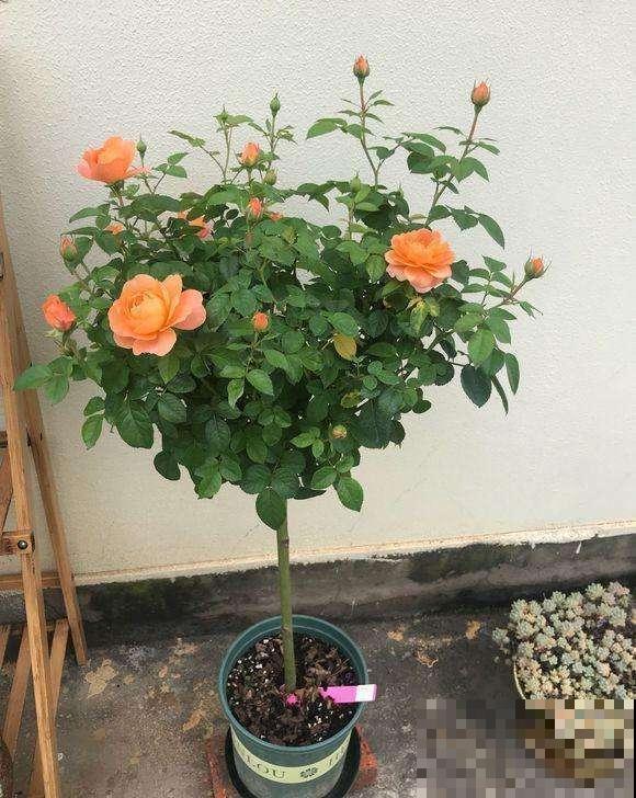 普通的月季苗，他养2年，变成一棵大花树，咋做到的？