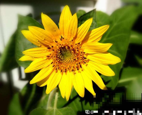 你的生日，对应的是哪种花，都进来看看吧！（下）