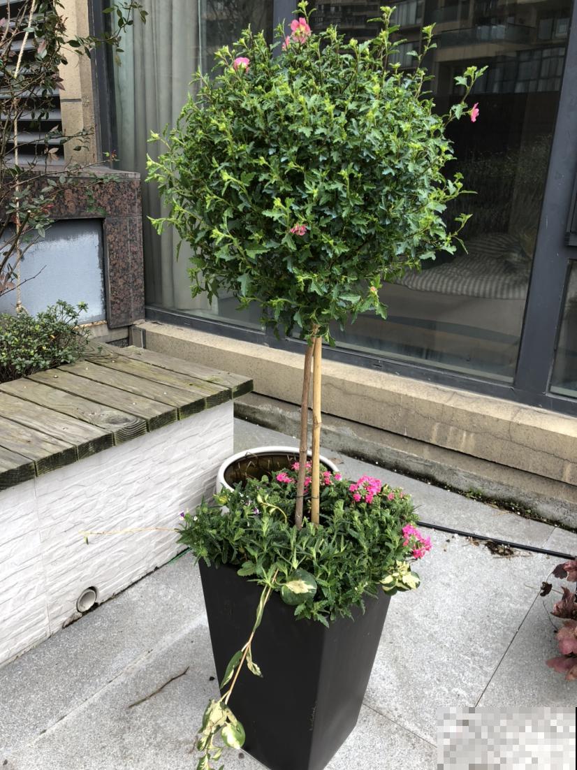 最适合养成棒棒糖的花，模样清新优雅，只需几步就能完成！