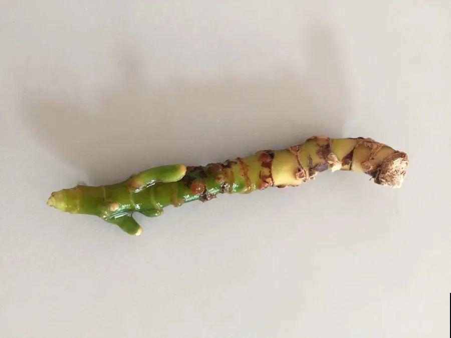 15种花超好活，掰个叉丢水里，自己发芽开出花！