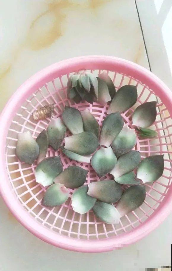 这10种花，天越热越扦插，3天冒出大白根！