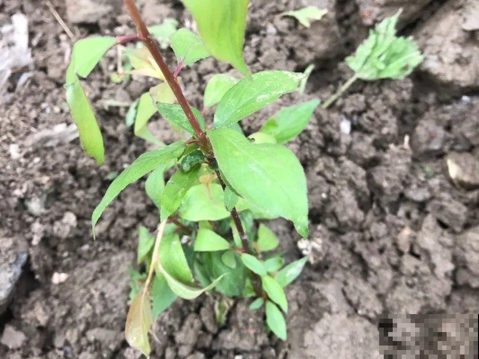 有院子的话，一定种棵李子，寓意好、结果多！