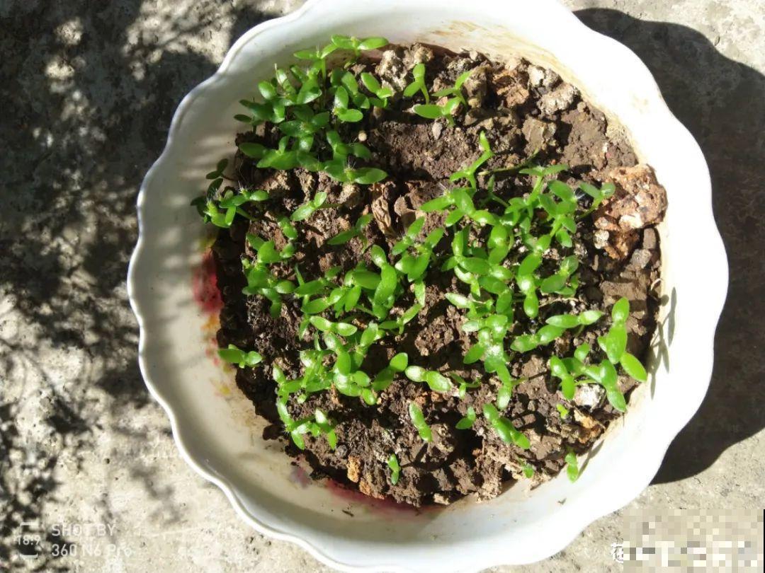 吃剩的菠萝头别扔，剪一剪种土里，结出金黄大菠萝