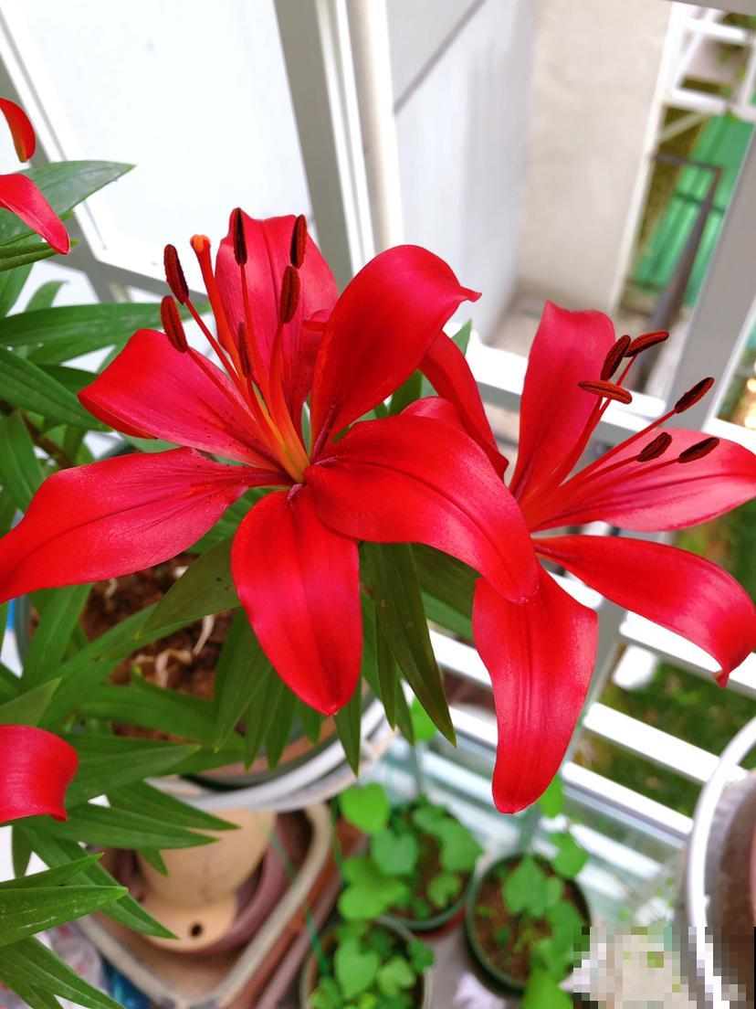 3种花就得大盆养，盆越大，根系越壮，花长得更旺