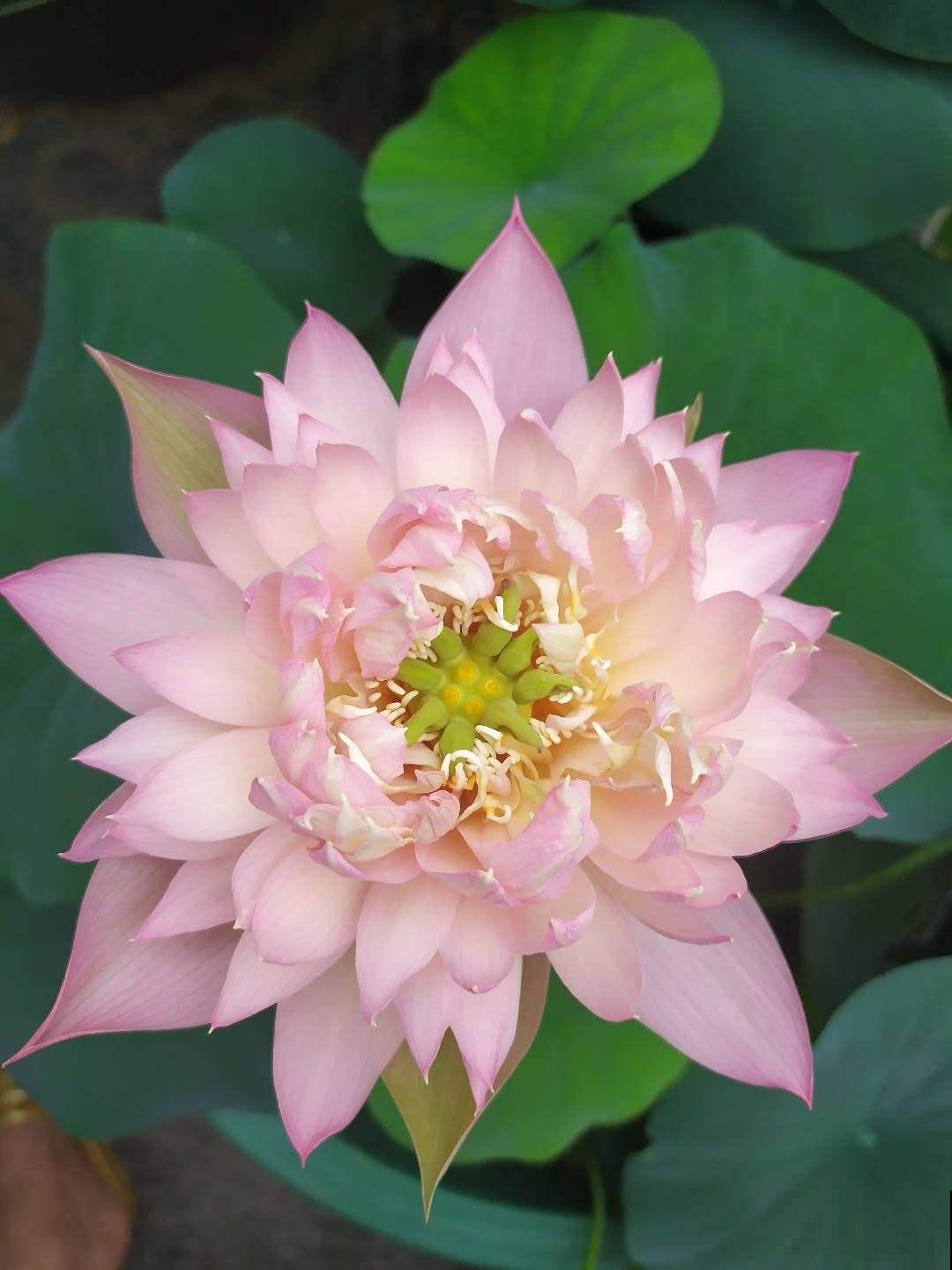 13种花，就得使劲晒，晒得越狠，开花越多