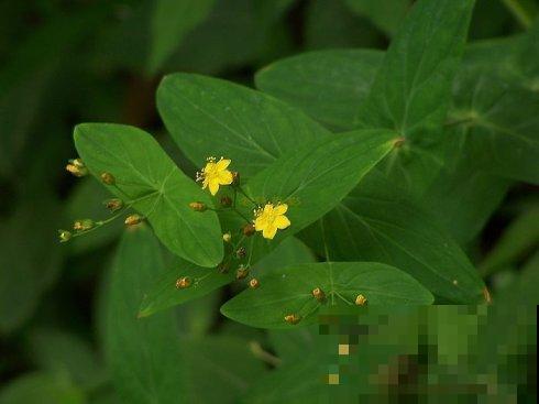 路边一棵野草，叶子长得居然像元宝，捡回家就财源广进！