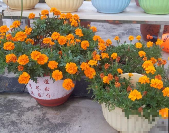 家里养这5种花，驱蚊杀菌除异味，蚊虫都变少了！