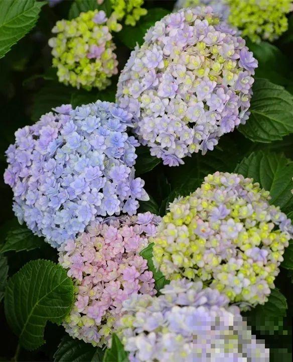 家里养盆绣球，开花大、气质好，谁见都要夸！