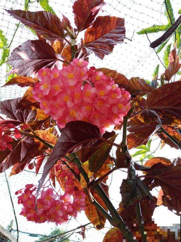 冷门海棠花，花朵垂下一串串，叶子美得像油画！