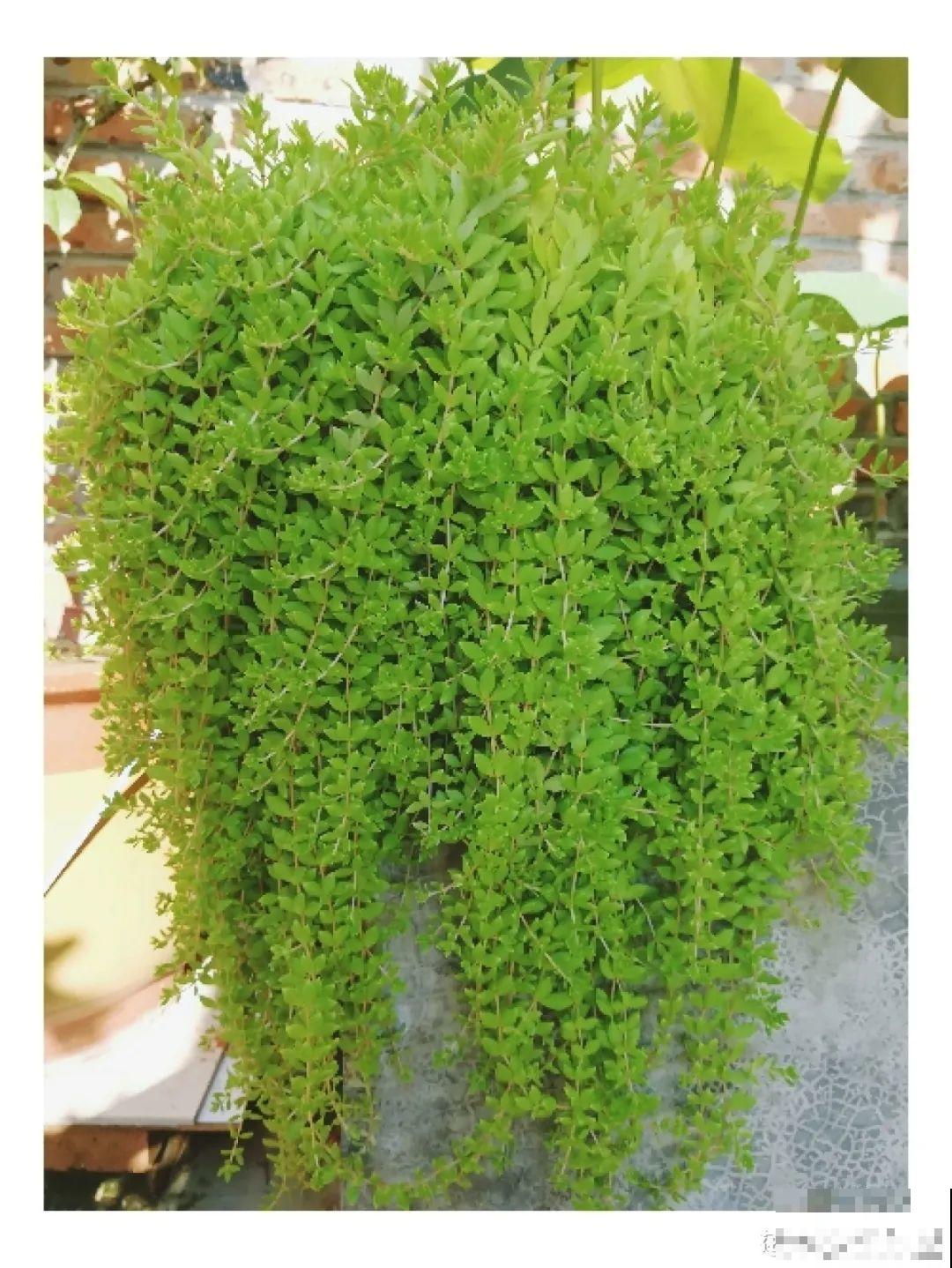 家里养盆垂吊花，呼呼长成绿帘子，看着真凉快