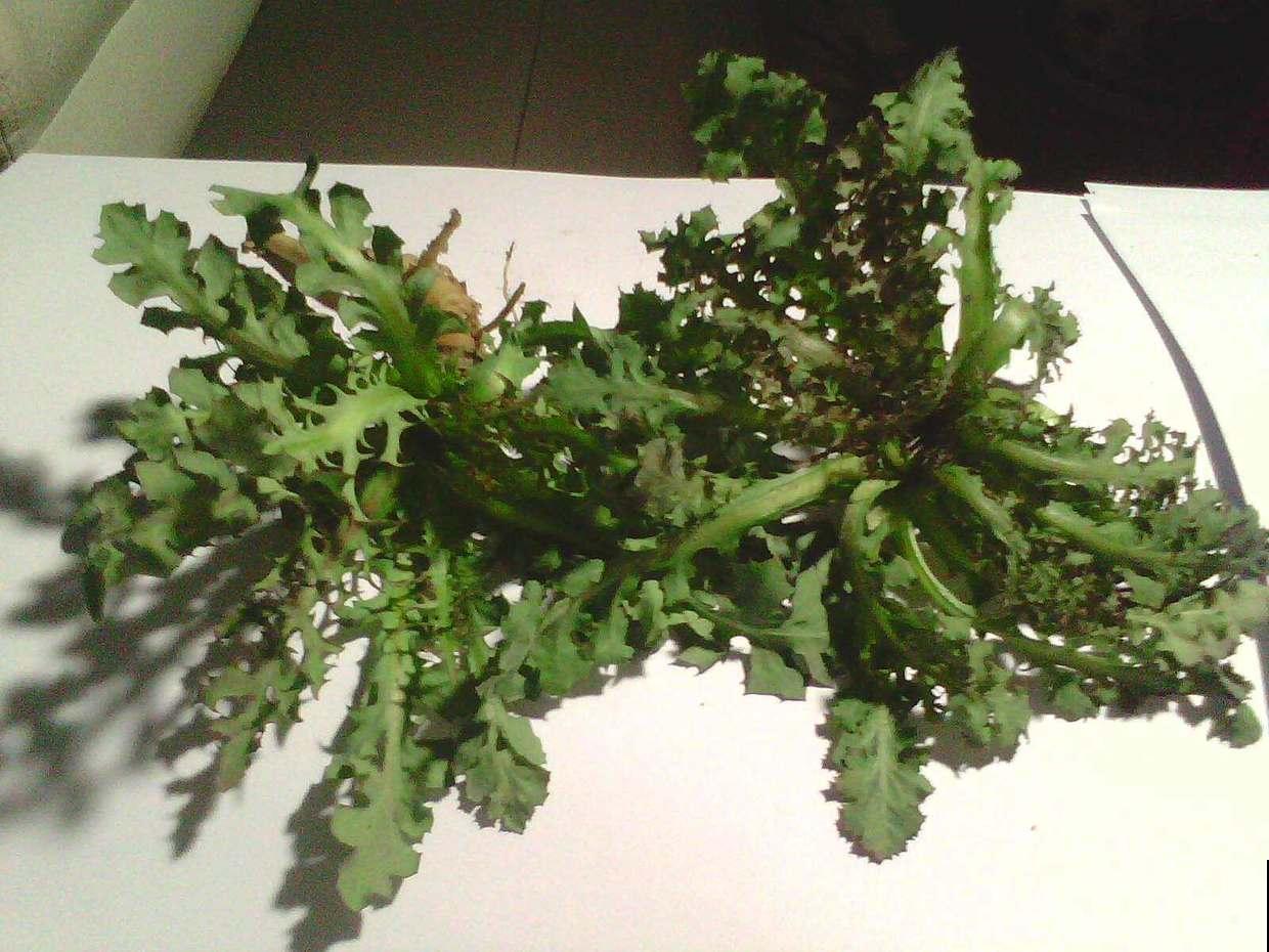 路边野草一掰流奶浆，吃起来清爽去火，最适合春天挖！