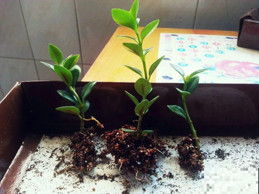 这10种花，天越热越扦插，3天冒出大白根！