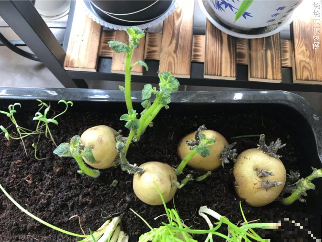 10种菜，阳台就能养，蹭蹭长满一盆，都快吃不了了