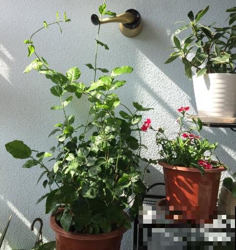 养茉莉花，学会一个小技巧，枝繁叶茂、开花不断！