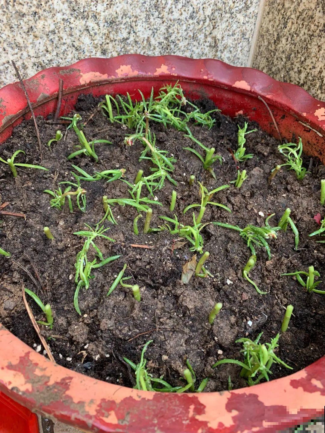 这10种花，天越热越扦插，3天冒出大白根！