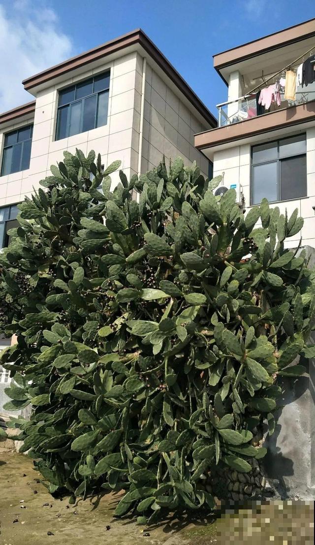 6种花能养成巨无霸，摆在家门口，路过的都称奇！