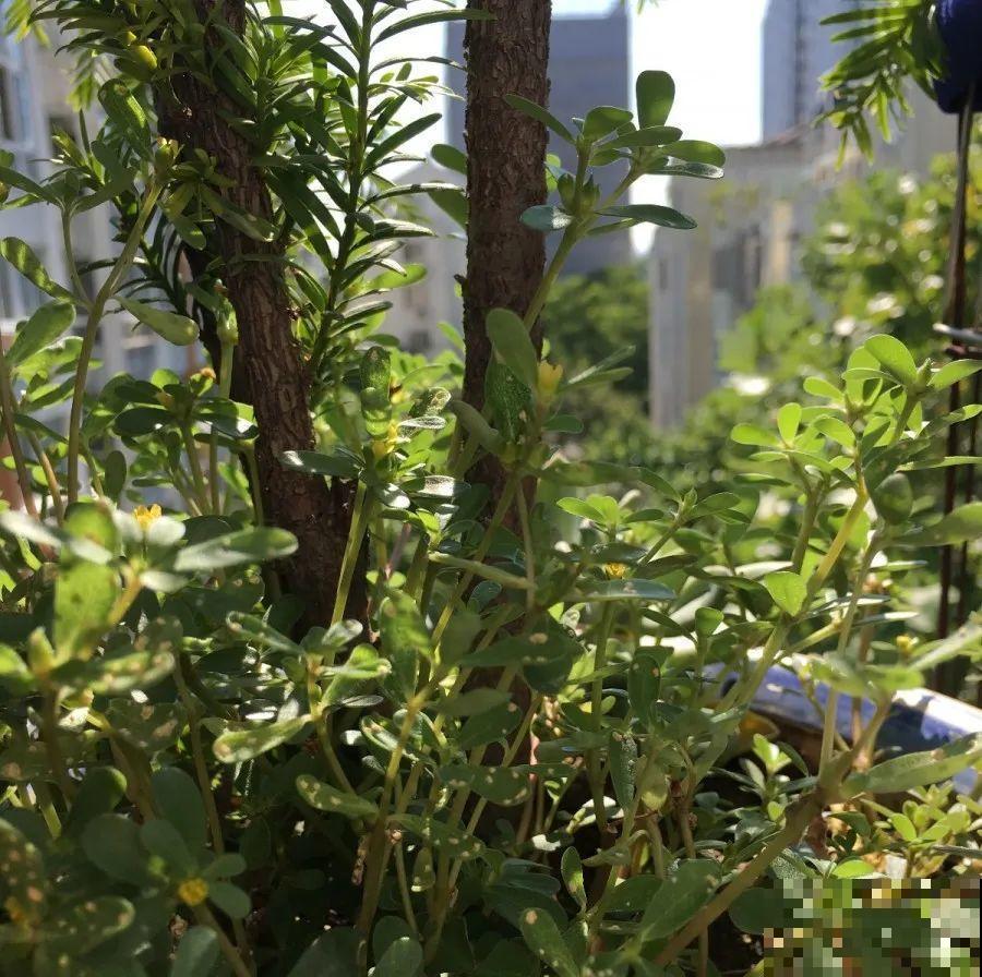 这个品种的酢浆草，发现了就得拔光，要不花都死翘翘