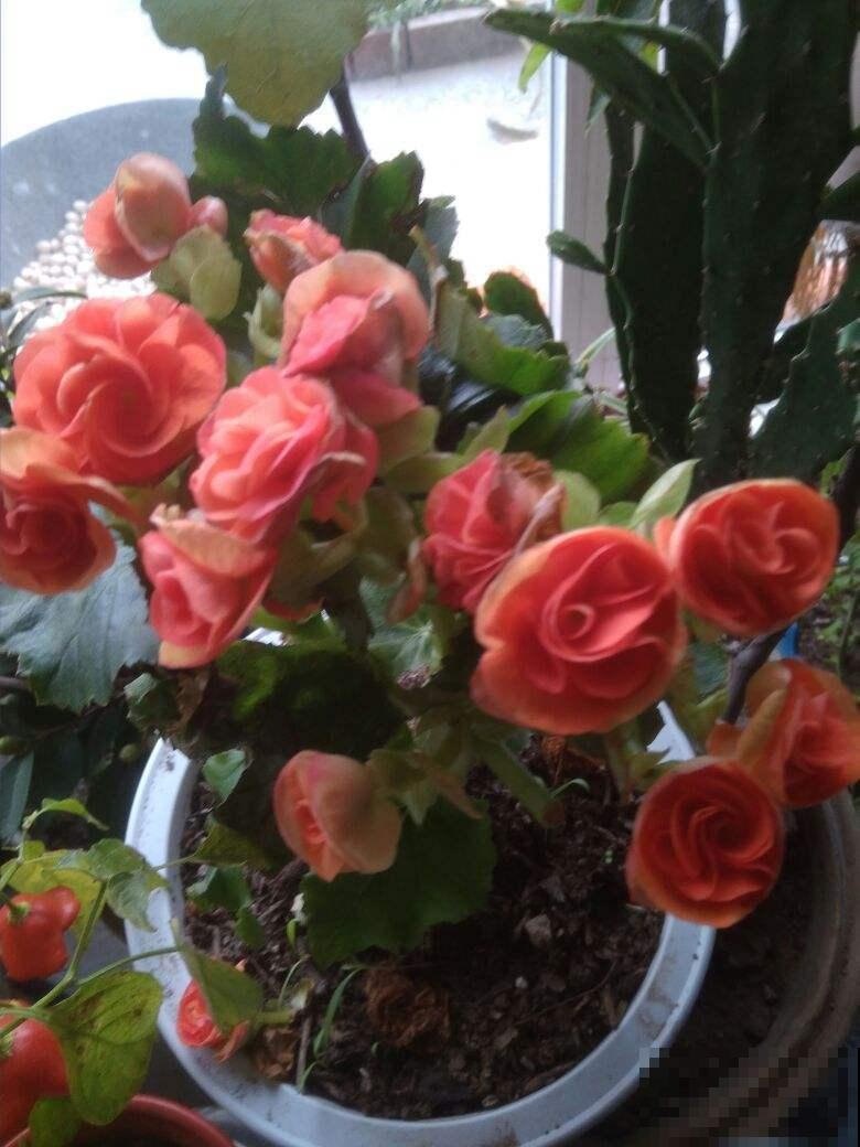 四季海棠很好养，春季养护注意3件事，开花一整年！