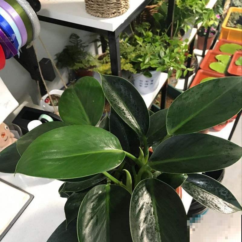 家里养棵超好养的大金钻，仿佛置身热带雨林，关键是净化空气！