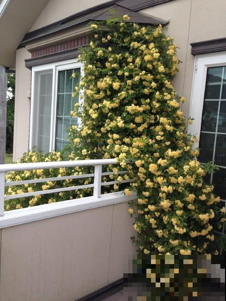 没院子，就不要养这4种花，根本出不来效果！