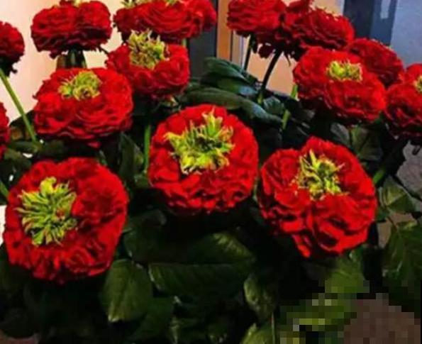 最丑月季花，不服来战，看完眼睛要瞎了！