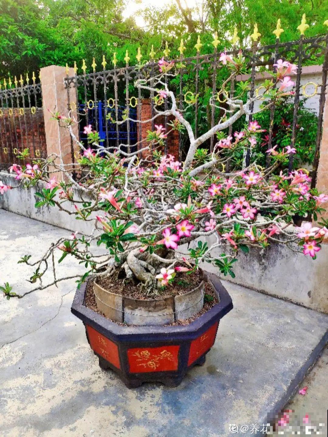 折腾不死的25种花，咋养都爆盆，家里必须养！