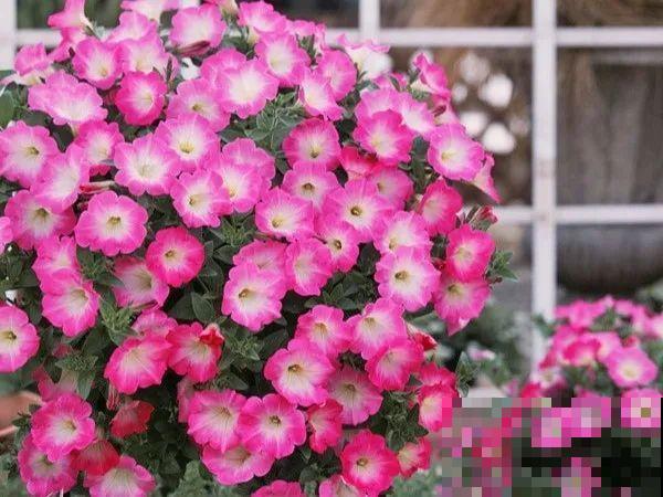 家里有这6种花，赶紧挂起来，长的快、开花一年比一年多！