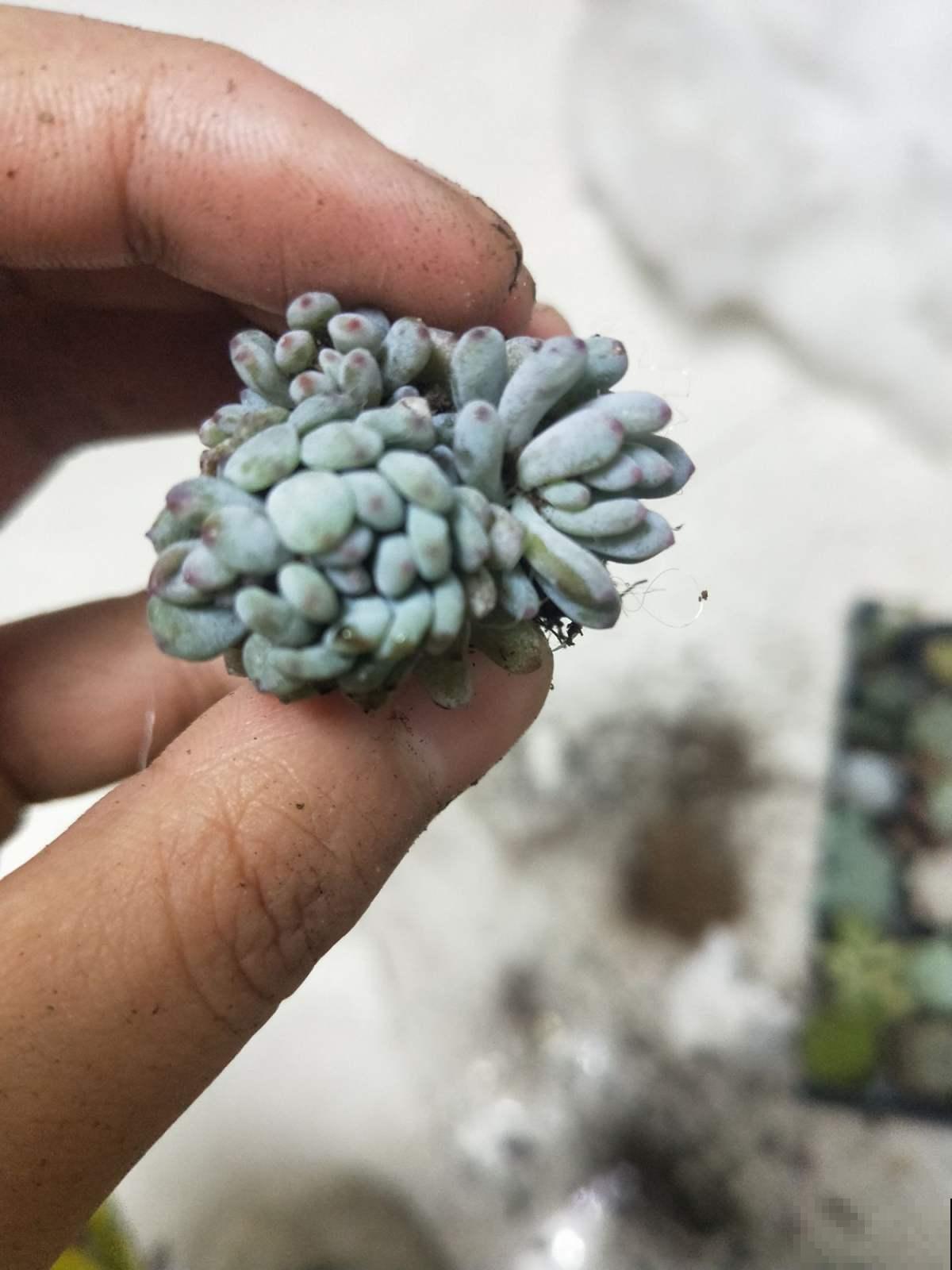 多肉不仅模样美，而且还能比花香，这俩品种阳台必备！