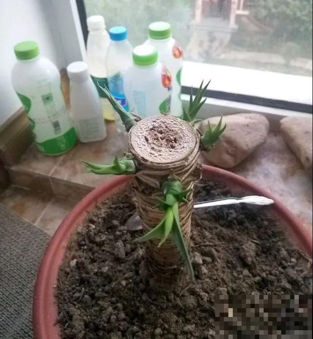 嫌花长得丑，趁现在砍头，满盆都是新叶子！