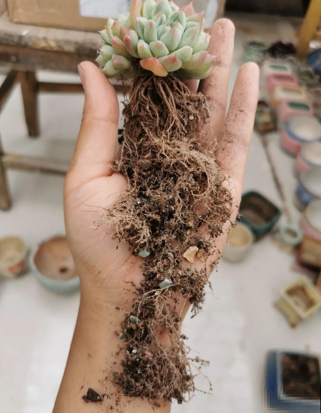 注意，绣球出现这种情况不能换盆，小心换完就死！