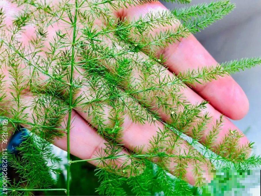 10种花，春天不能晒，躲屋里最安全！