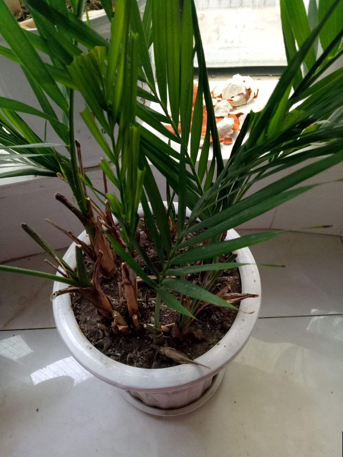 最坚挺的植物就属散尾葵，一年四季不黄叶，给点水就绿得晃眼！
