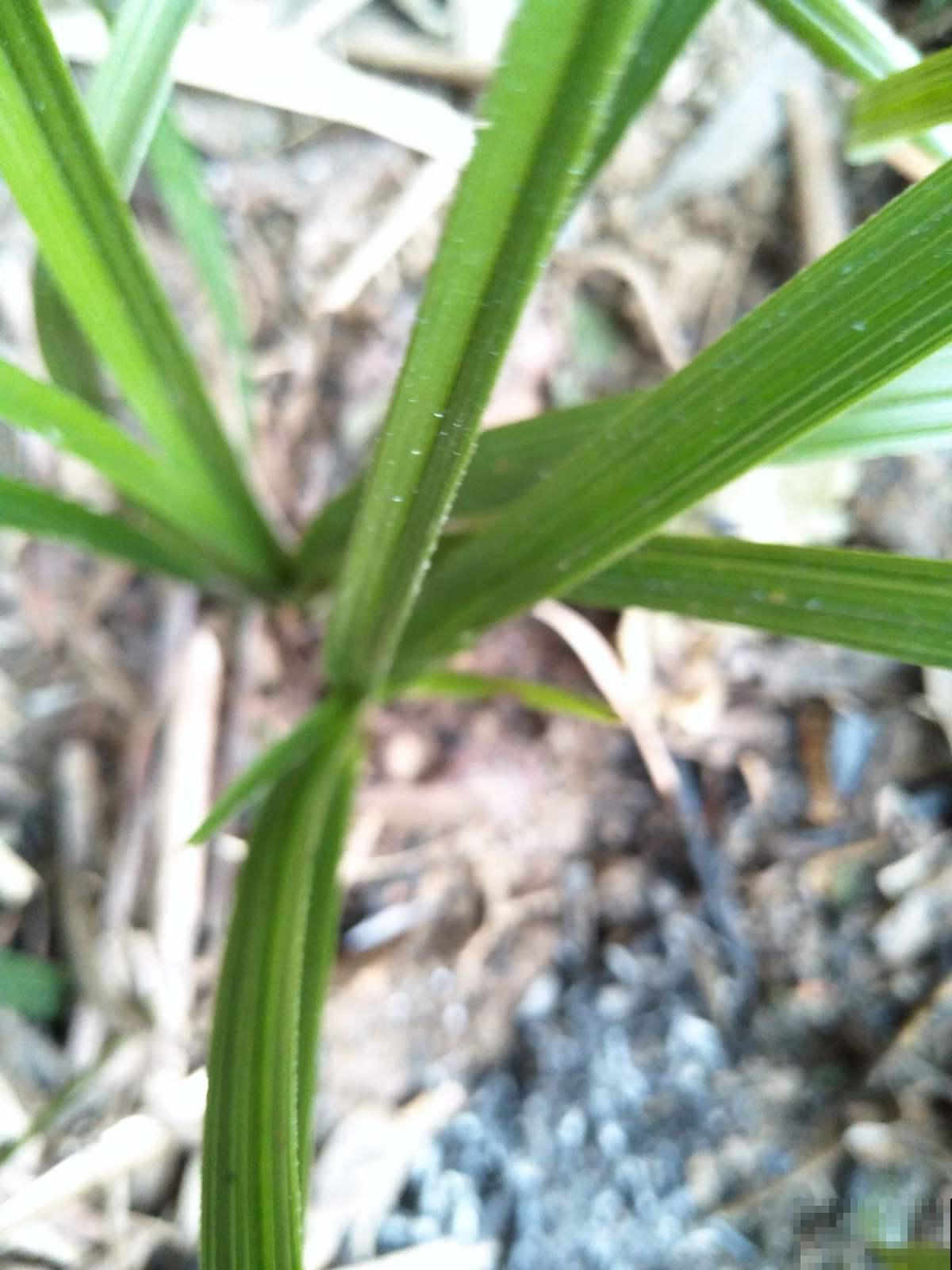 再普遍不过的这杂草，原来根系大有乾坤，怪不得老有人蹲着狂挖！