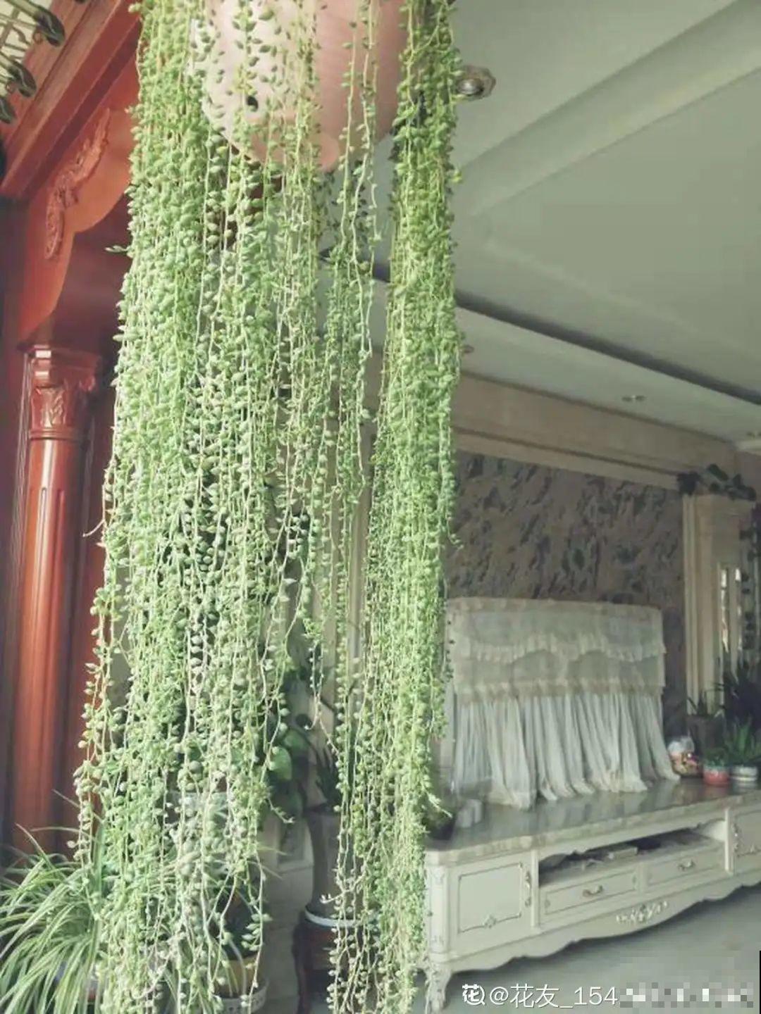 家里养盆垂吊花，呼呼长成绿帘子，看着真凉快