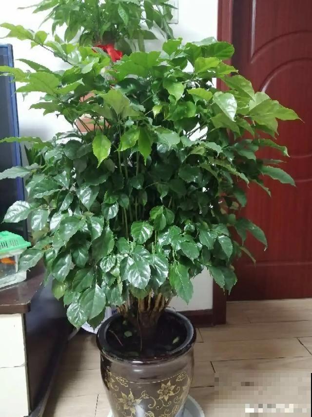 3种树，每月砍1刀，呼呼疯狂冒新芽！
