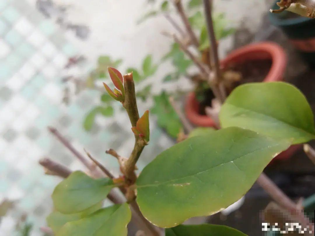 家里有这花，可以控制开花，想开几次都行！