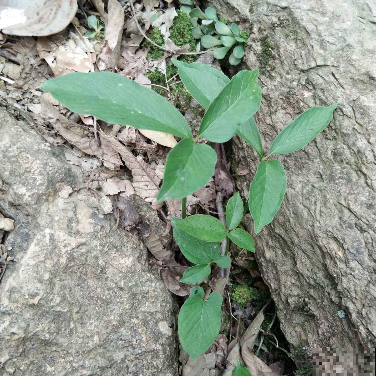 你见过半夏吗？名字好听模样美，还是珍贵药草！