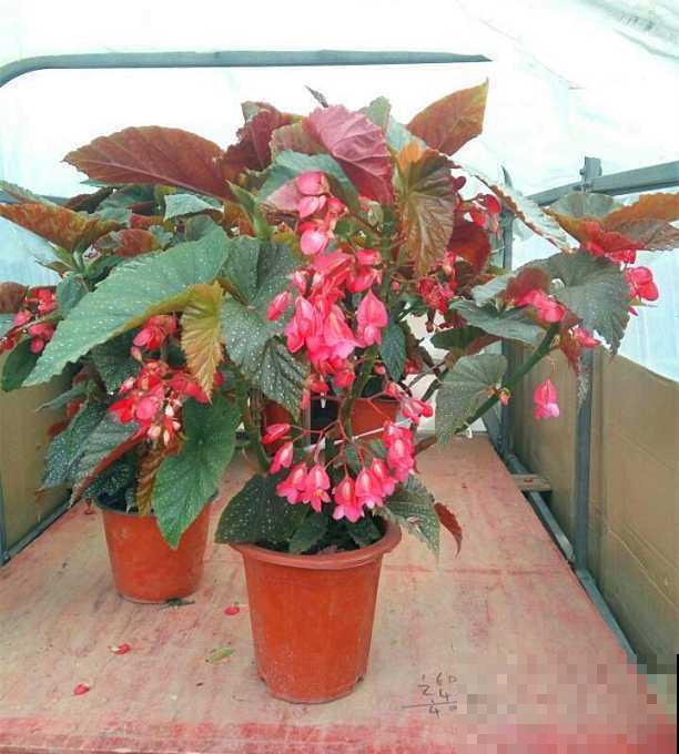 冷门海棠花，花朵垂下一串串，叶子美得像油画！