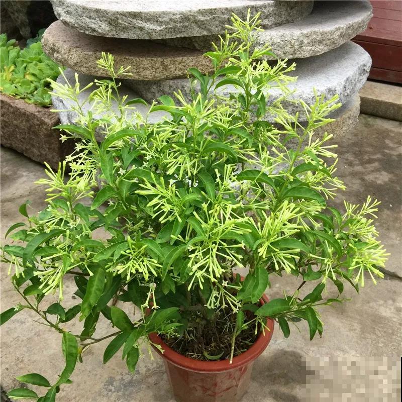家里养这5种花，驱蚊杀菌除异味，蚊虫都变少了！