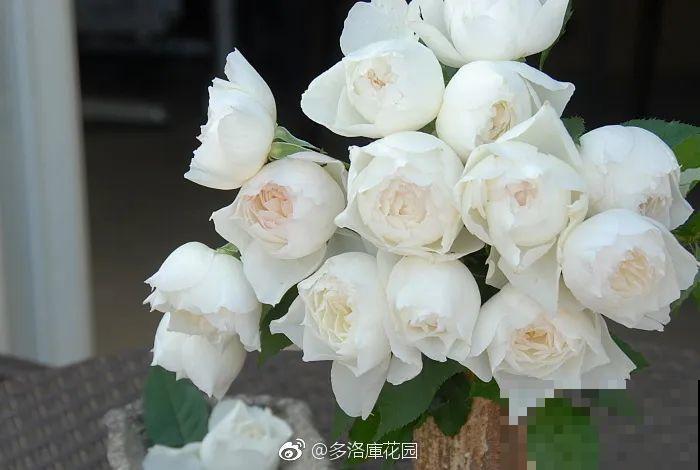 30种最漂亮的月季，春天必须来一盆，让你一次养个够！