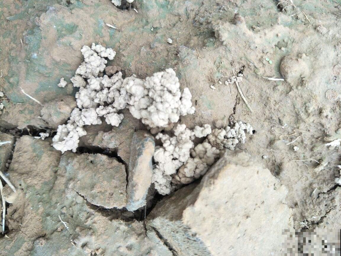 山上捡点“疙瘩土”，碾碎往花盆一撒，比昂贵花肥好使！