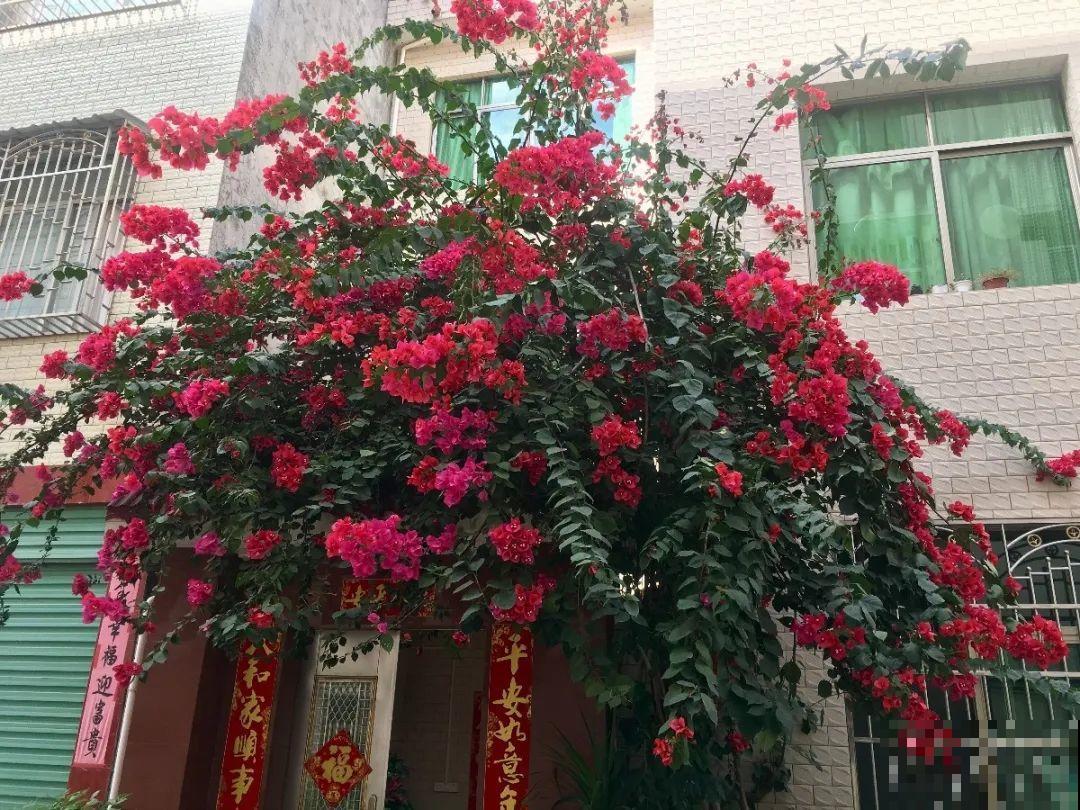 6种花种在大门口，花开一整片，镇宅又霸气！
