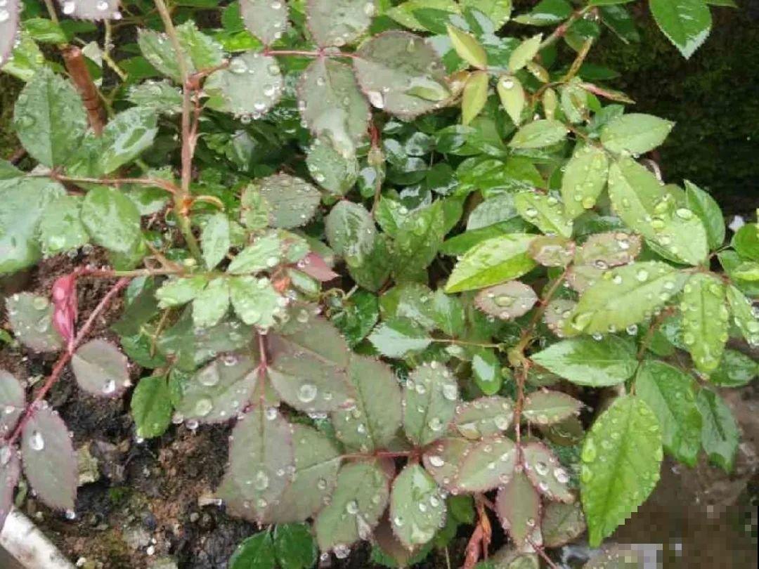 公认难养的6种花，新手慎买，养不活还浪费钱
