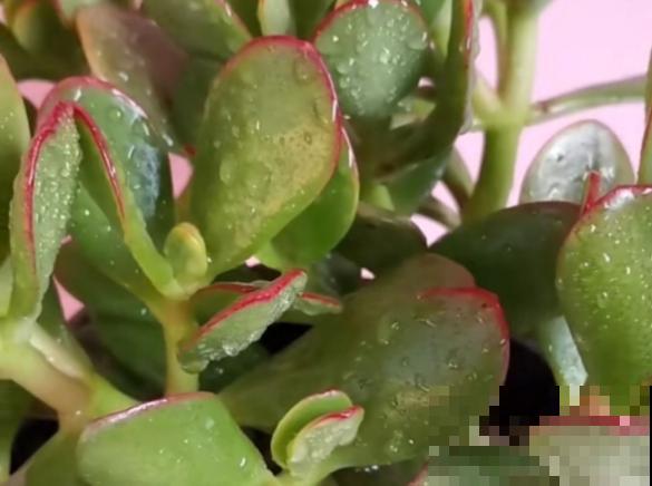 浇水总是烂根？土里加点“料”，咋浇水都没事！