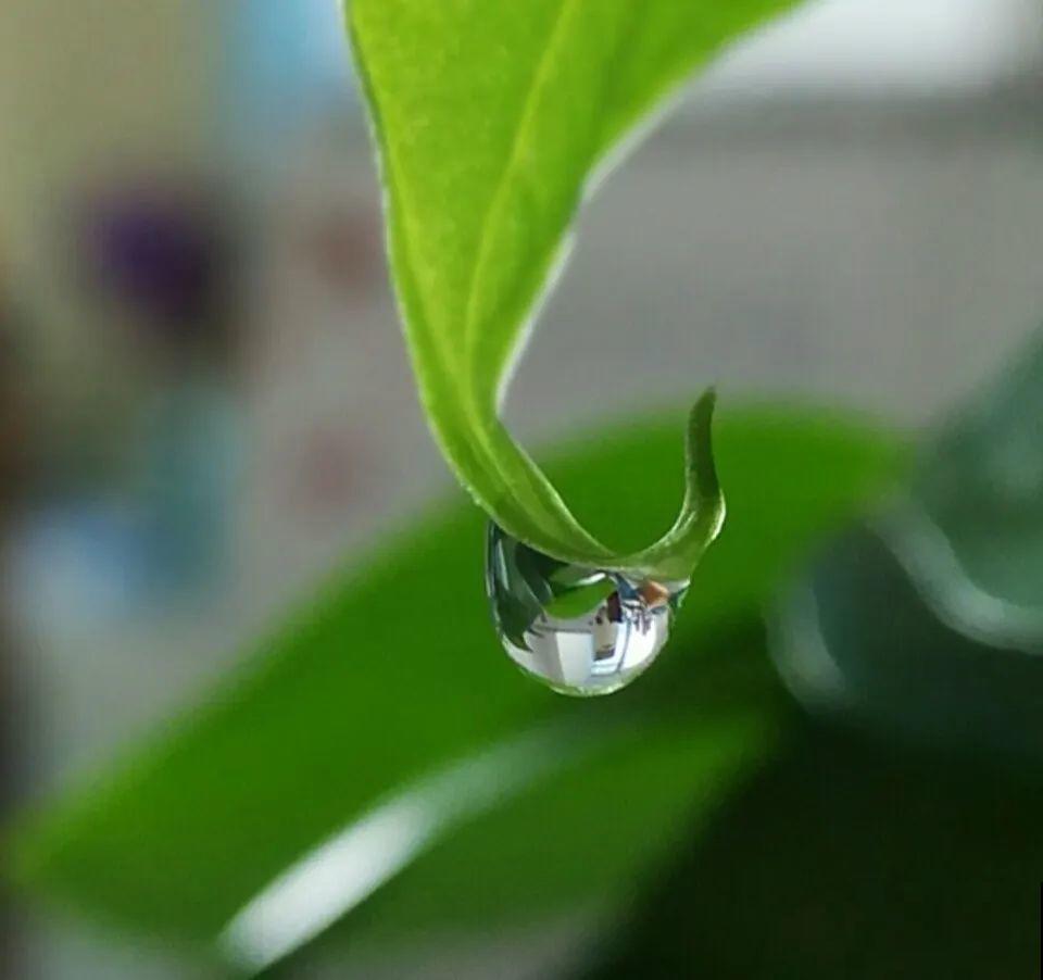 花叶子噗噗冒水珠，恭喜你，把花养灵了！