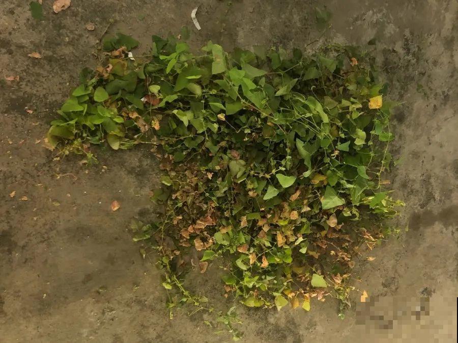 这个品种的酢浆草，发现了就得拔光，要不花都死翘翘