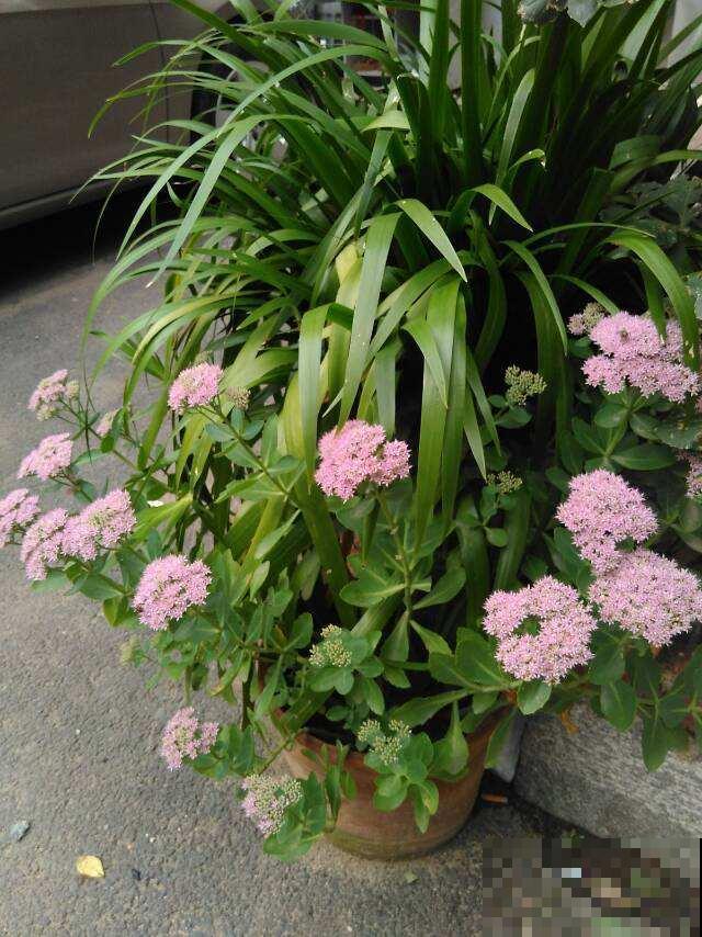 想要养皮实花，就养八宝景天，耐旱耐盐碱，开花就成大花球