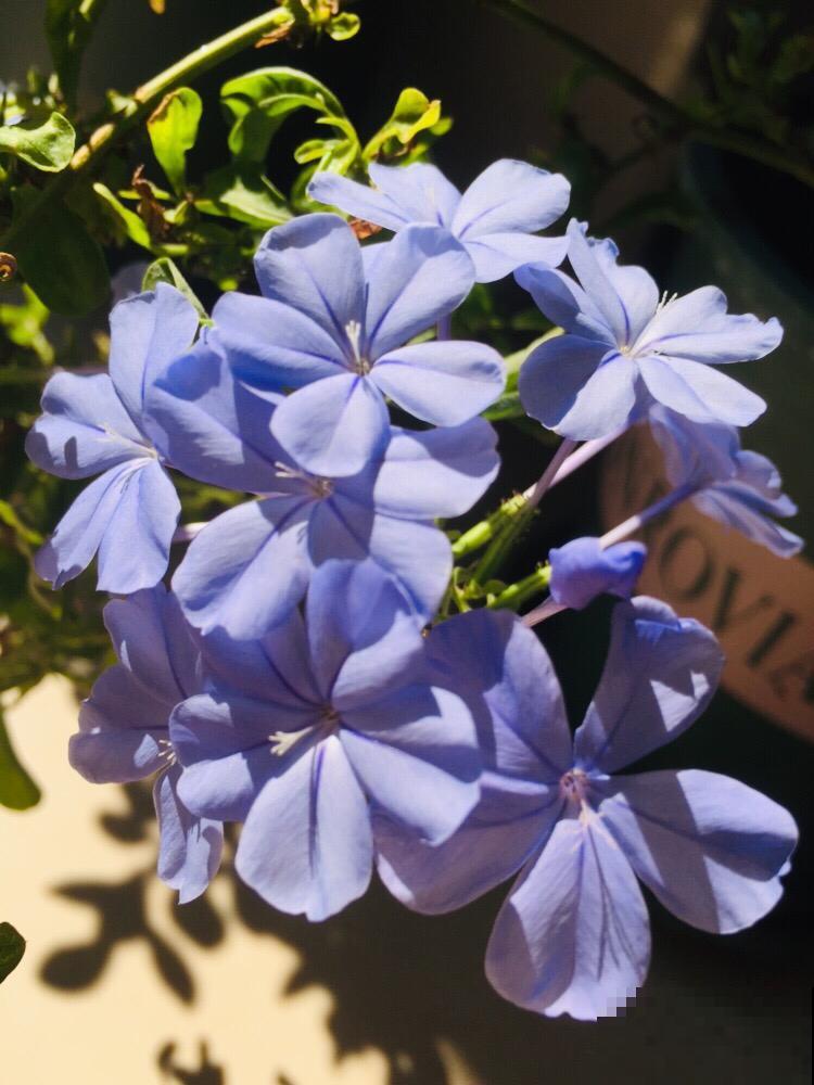 4种花，尽量不要在春天买，养不活还浪费钱