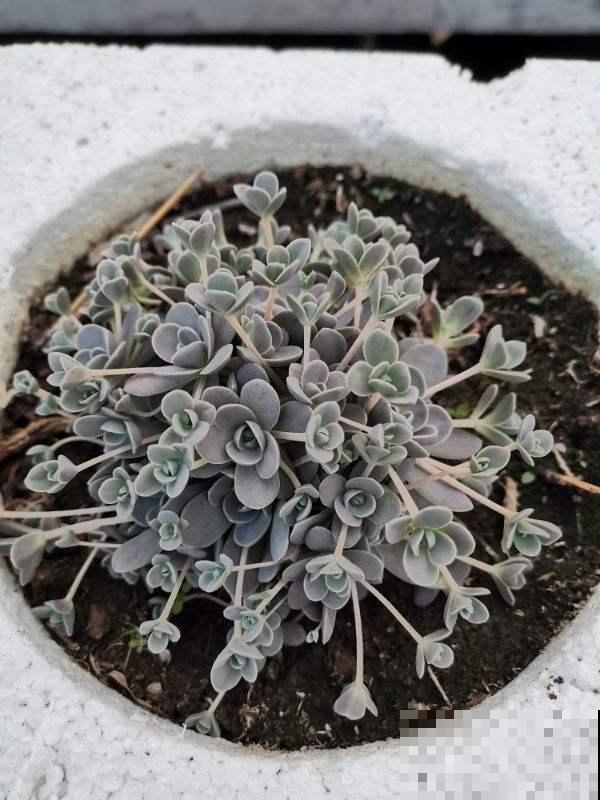 5种多肉，开花就容易死，赶紧把花箭剪掉