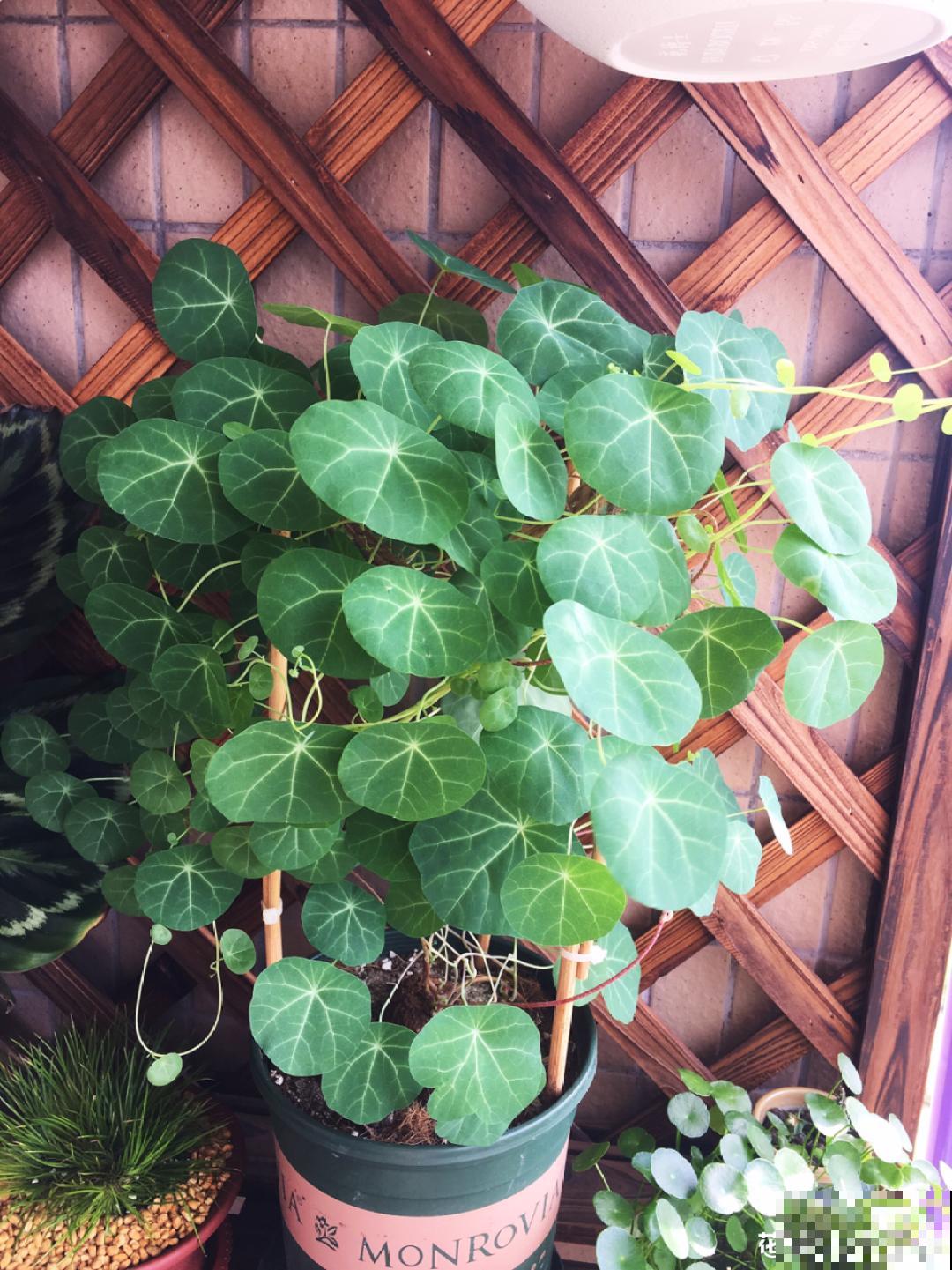 家里养盆垂吊花，呼呼长成绿帘子，看着真凉快